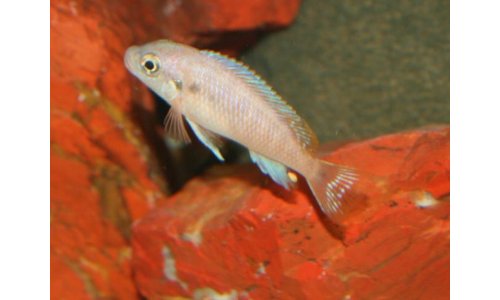 Petrotilapia small blue Nkhata Bay